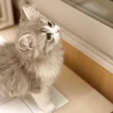 ミヌエット(長足)【長野県・男の子・2025年3月11日・ブルーホワイト】の写真3