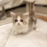 ミヌエット(短足)【長野県・女の子・2025年5月2日・ダイリュートキャリコ】の写真4