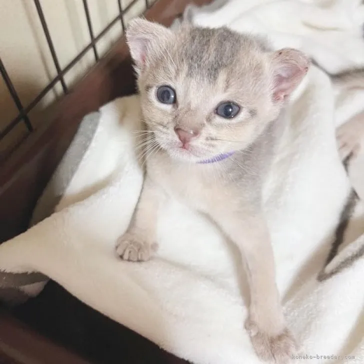 ID：2307-03007の子猫