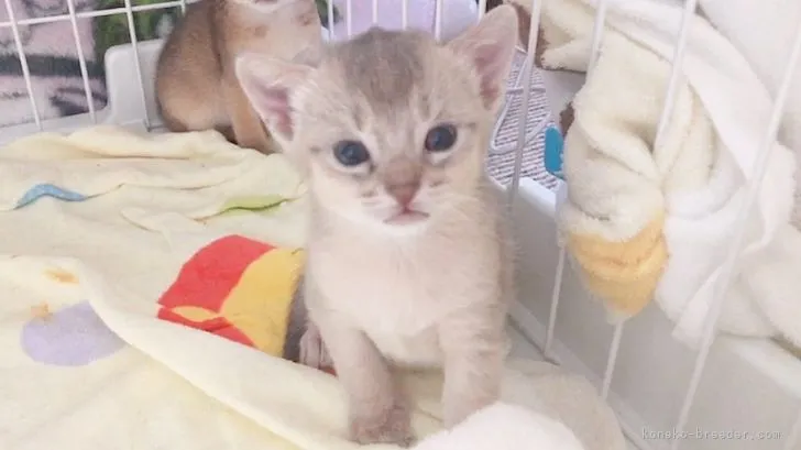 ID:2110-00328の子猫