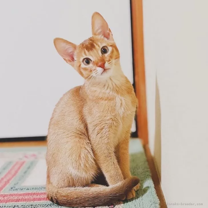 ID:2312-01146の子猫