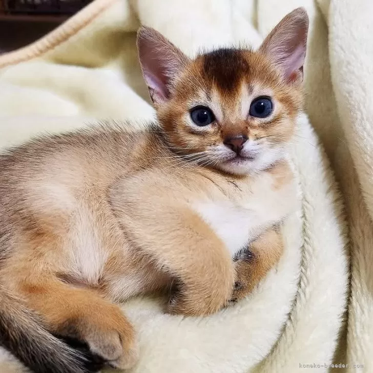 アビシニアン【大阪府・女の子・2025年11月7日・ルディ】の写真1「お目目ぱっちりの美人さんです。」