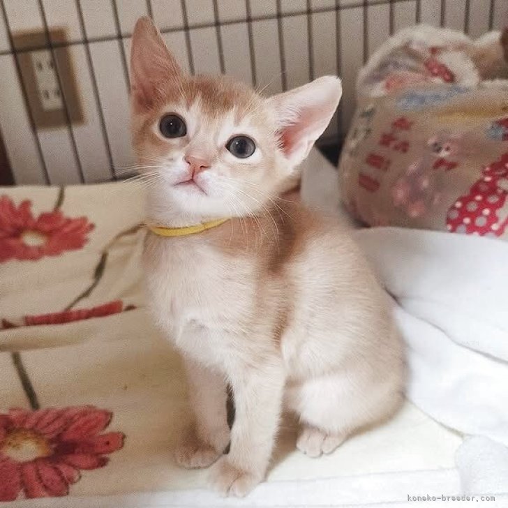 ブリーダー画像