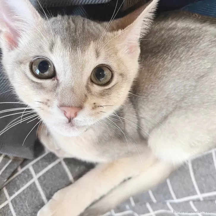 ID:2412-02509の子猫