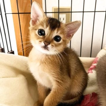 アビシニアン【大阪府・女の子・2025年11月7日・ルディ】の写真「一般家庭で、それぞれ個性を大切に、大事に育ててます」