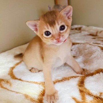 アビシニアン【大阪府・女の子・2025年7月5日・ルディ】の写真「一般家庭で、それぞれ個性を大切に、大事に育ててます」