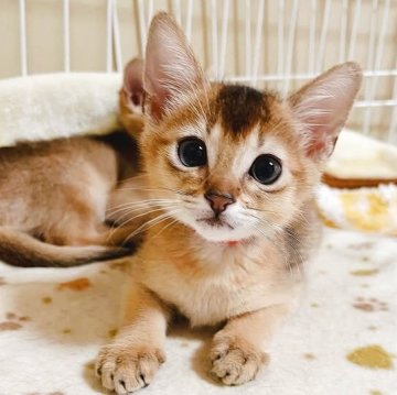 アビシニアン【大阪府・女の子・2025年11月7日・ルディ】の写真「一般家庭で、それぞれ個性を大切に、大事に育ててます」