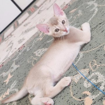 アビシニアン【大阪府・男の子・2025年7月5日・フォーン】の写真「一般家庭で、それぞれ個性を大切に、大事に育ててます」
