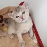 アビシニアン