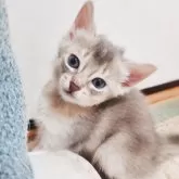 アビシニアン