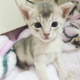 アビシニアン