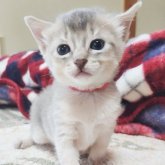 アビシニアン