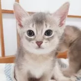 アビシニアン