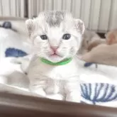 アビシニアン