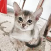 アビシニアン