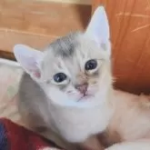 アビシニアン