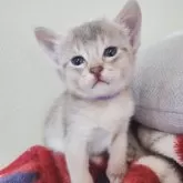 アビシニアン