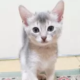 アビシニアン
