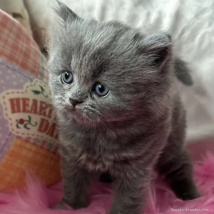 ID:2305-01961の子猫
