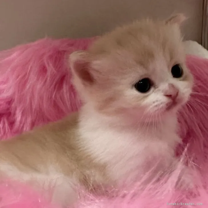 スコティッシュフォールド(立ち耳)【北海道・男の子・2023年3月31日・クリーム&amp;ホワイト】の写真1「これからもっとフアフアになります❣️」