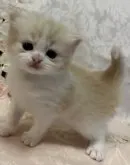 スコティッシュフォールド(立ち耳)【北海道・男の子・2023年3月31日・クリーム&ホワイト】の写真3「少し、ネコちゃんぽくなってまいりました⤴️😸」