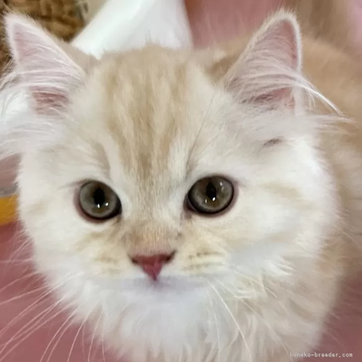 KIRORO 様のお迎えした子猫