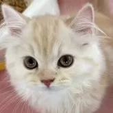 スコティッシュフォールド(立ち耳)【北海道・男の子・2025年4月10日・レッドタビー】の写真1「とても、甘えん坊さんです😸」