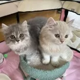 スコティッシュフォールド(立ち耳)【北海道・男の子・2025年4月10日・レッドタビー】の写真2「毎日、姉弟で沢山遊び、しっかりごはんも食べます❣️」