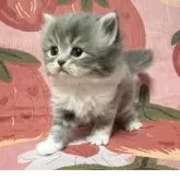 スコティッシュフォールド(立ち耳)【北海道・女の子・2025年11月12日・ブルータビー&ホワイト】の写真2「三姉妹の次女です❣️」