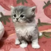 スコティッシュフォールド(立ち耳)【北海道・女の子・2025年11月12日・ブルータビー&ホワイト】の写真3「将来楽しみ〜💕」