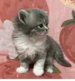 スコティッシュフォールド(立ち耳)【北海道・女の子・2025年11月12日・ブルータビー&ホワイト】の写真7「横顔😸」