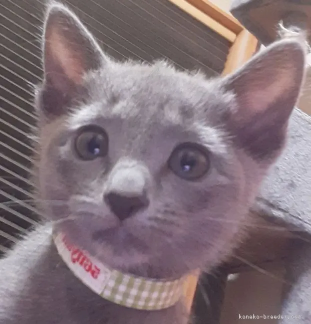 ID：2110-01860の子猫