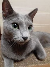 ロシアンブルー【・女の子・2018年1月30日・ブルー】「子猫ちゃんを見守り中👍」