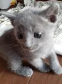 ロシアンブルー【熊本県・女の子・2022年10月20日・ブルー】の写真2