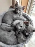 ロシアンブルー【熊本県・女の子・2022年10月20日・ブルー】の写真3