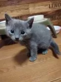 ロシアンブルー【熊本県・男の子・2023年11月25日・ブルー】の写真4