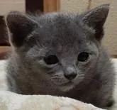 ロシアンブルー【熊本県・女の子・2022年10月20日・ブルー】の写真4