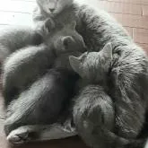 ロシアンブルー【熊本県・女の子・2022年10月20日・ブルー】の写真5