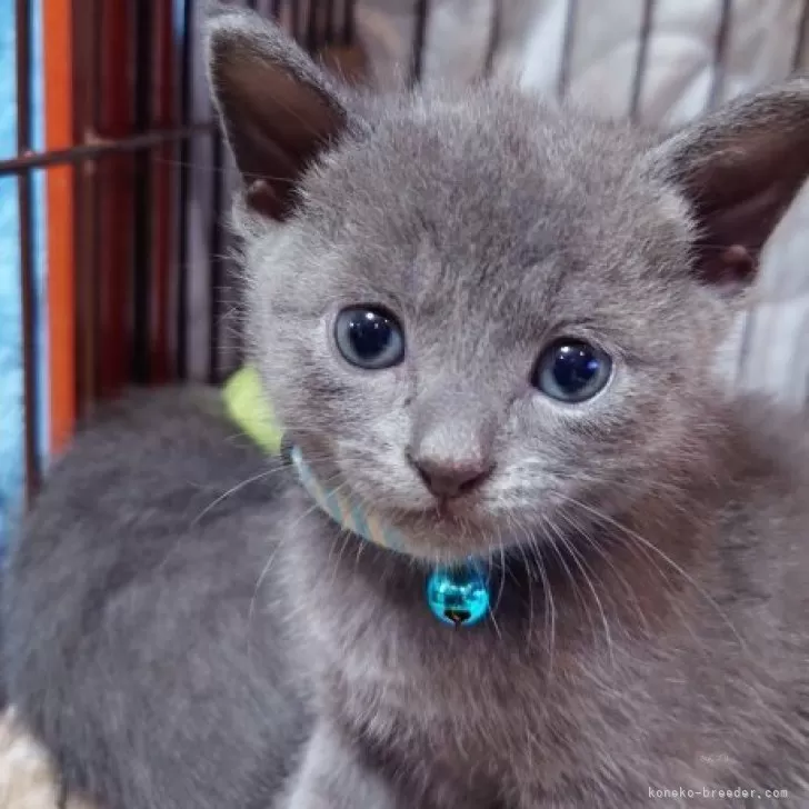 ID：2604-01386の子猫