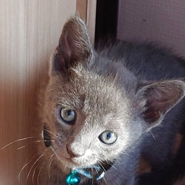 猫アレルギー氏 猫アレルギー氏