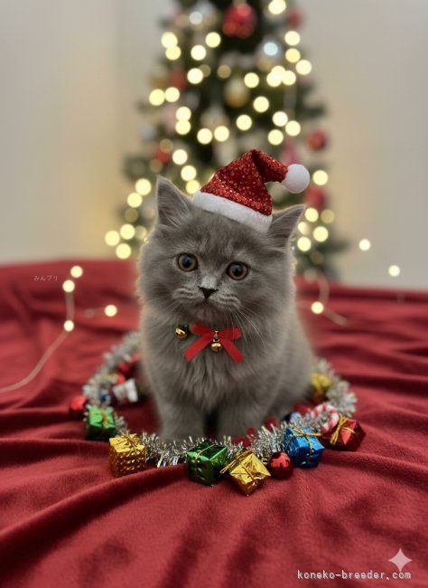 三角良子ブリーダーのブログ：年末に家族決めてあげたいので😊