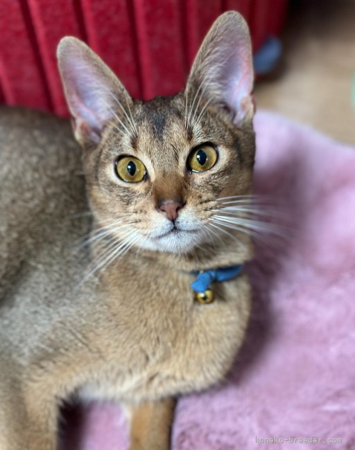 三角良子ブリーダーのブログ：可愛い兄弟の飼い主様募集中