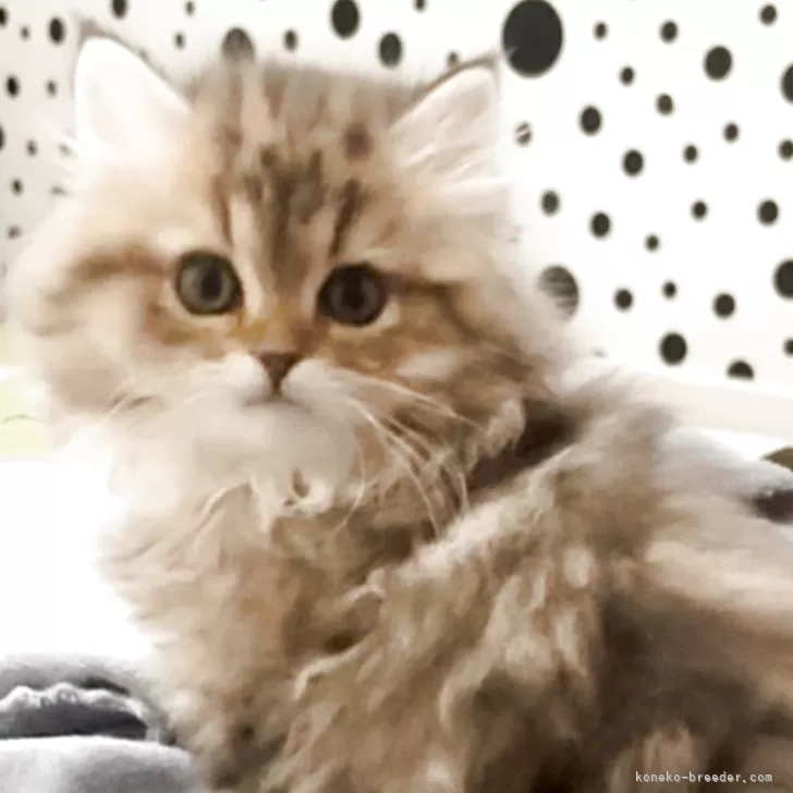 ペルシャ(チンチラ)【埼玉県・男の子・2025年11月18日・チンチラゴールデン】の写真1