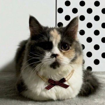 スコティッシュフォールド(立ち耳)【埼玉県・女の子・2025年10月9日・ダイリュートキャリコ】の写真「とっても甘えん坊の抱っこ好きです」