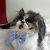 スコティッシュフォールド(立ち耳)