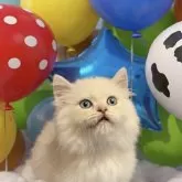 マンチカン(短足)