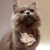 ブリティッシュロングヘア