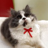 スコティッシュフォールド