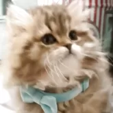 ペルシャ(チンチラ)【埼玉県・男の子・2025年11月18日・チンチラゴールデン】の写真2