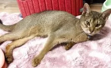 アビシニアン【埼玉県・男の子・2025年4月14日・ルディー】の写真2